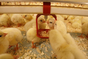 Broilers perform better from low temperature drinking water