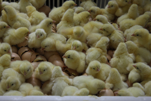Incubation temperature profiles affect broiler feathering
