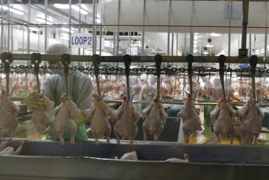 2012-06-28 09:53:48 epa03285133 Thai factory workers process chicken meat dressed in protective clothing during a work at the Charoen Pokphand Foods (CPF), Thailand's largest chicken manufacturer and exporter to Europe and Japan, in Saraburi Province, north of Bangkok, Thailand, 28 June 2012. Thai poultry industry emerges from bird flu scare stronger as the EU will lift ban on raw chicken meat exports on 01 July, after Thailand fulfilled an EU requirement of staying HPAI free for three years as of February 2009. Eight years ago the European Union slapped a ban on Thailand's raw chicken meat exports after the local industry was hit by an outbreak of avian influenza in late 2003 that would claim the lives of seven people and 60 million culled birds. In 2011, Thailand's cooked chicken meat exports amounted to 435,000 tons, (200,000 tons of which was shipped to the EU) and 27,000 tons of raw meat. Prospects for chicken exports brightened this year when the EU decided to lift its ban on Thailand's raw 'salted' meat, providing the kingdom with a 92,000 ton quota at favourable tariff rates.  EPA/NARONG SANGNAK