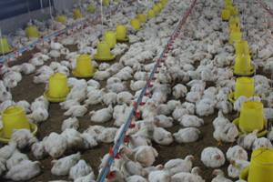 Positive opinion for MSD s poultry dewormer product
