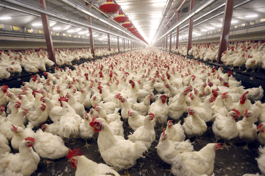 Key fundamentals for the global poultry outlook for next year are positive. Feed prices are expected to remain low, while competitive protein prices for beef and pork will be relatively high. [Photo: Bert Jansen]
