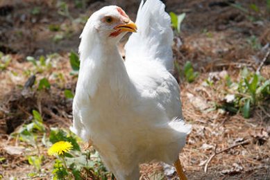White Plymouth Rock chicken. Photo: Tom Sackton/ Wikimedia Commons