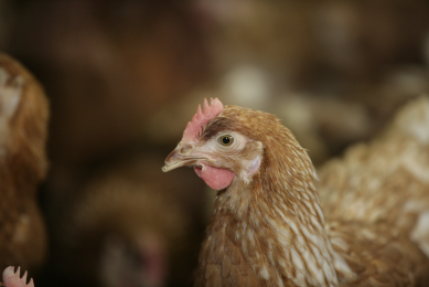 Conditions affecting broiler meat quality