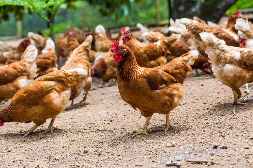 FAO Sustainable Livestock Africa 2050 report - Poultry World
