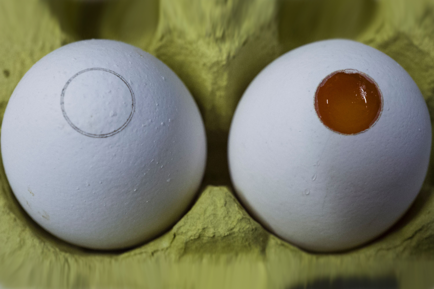 Close-up of an egg after an incision by laser (L) and an (R) after part  of the shell was removed to allow analysis by spectrometer, at a lab at  the Carl Gustav Carus Faculty of Medicine of the Dresden Institute of  Technology (TU Dresden)/ AFP.