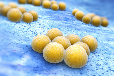 Staphylococcus aureus (MRSA). Photo:  Shutterstock.