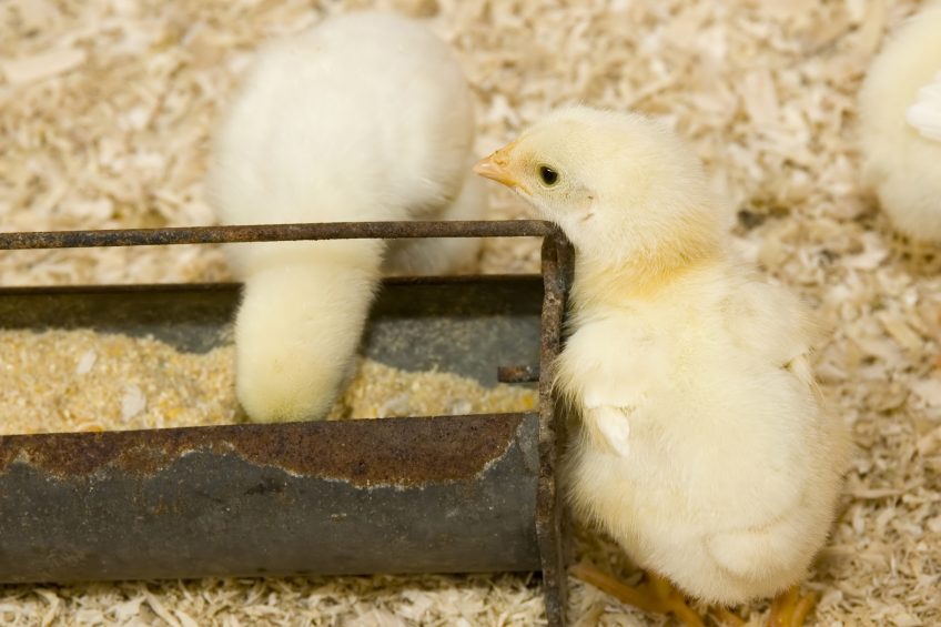 Microbiome stability: The challenge of modern broiler production. Photo: Dreamstime