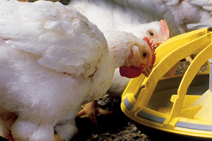 Study: Use of enzymes in poultry diets