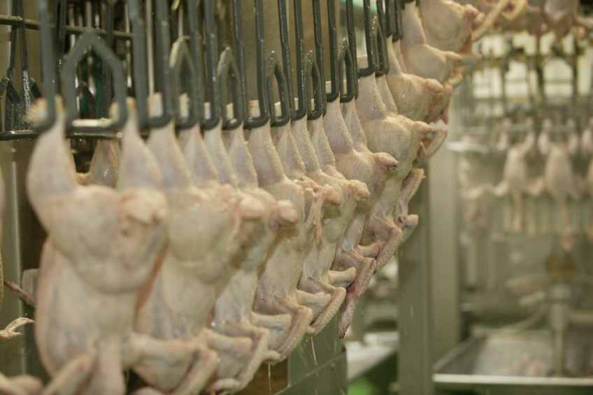 ‘Restrictions on US exports pressure chicken prices’