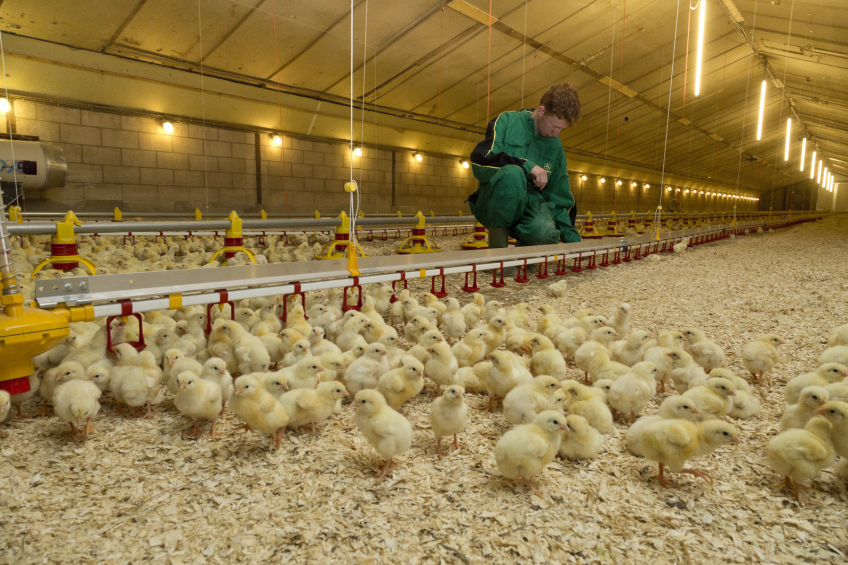 ’10 golden rules for winners in poultry industry’