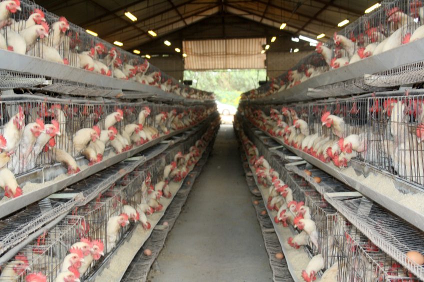 The birds are purchased in at 20 weeks of age as laying pullets and reach their laying peak at 30 weeks with a 95% laying rate. Photo: Chris McCullough