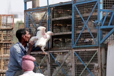 Chicken sales in India have plumited after Coronavirus rumours. Photo: ANP