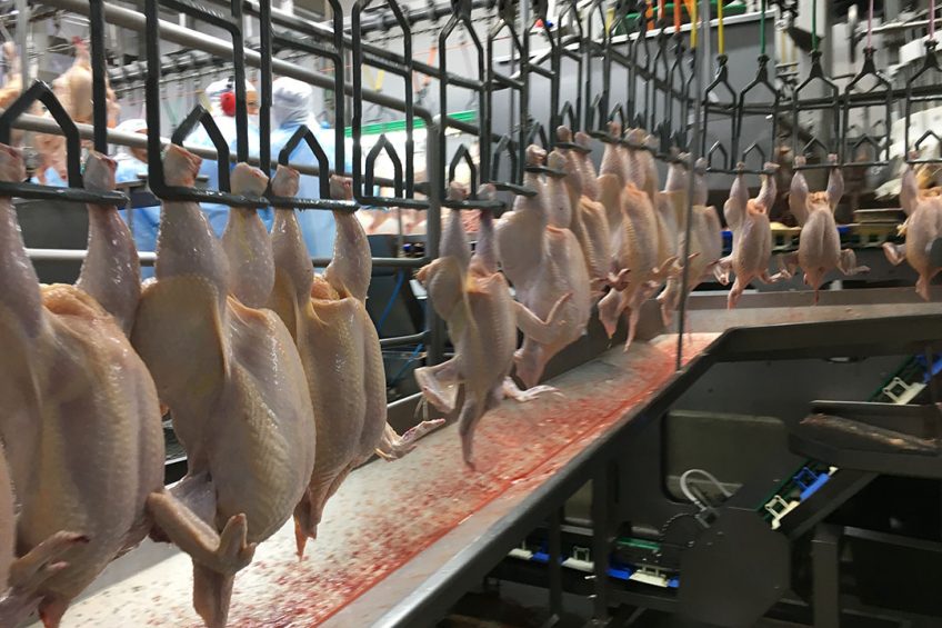 Russian consumers are buying poultry products in big quantities, putting stress on the domestic supply chain. Photo: Fabian Brockotter