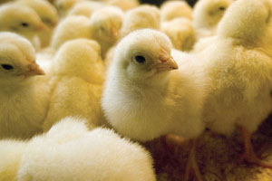 Peruvian poultry production to grow 5% in 2014
