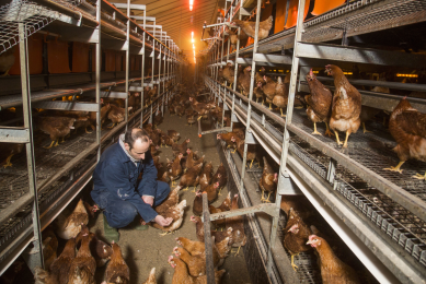 A study was conducted to evaluate the effect of including various fiber ingredients in laying-hen diets on ammonia emission.