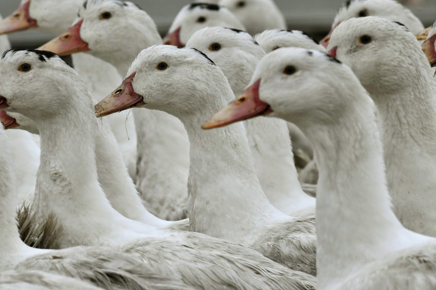France confirms new case of bird flu. Photo: ANP / Georges Gobet