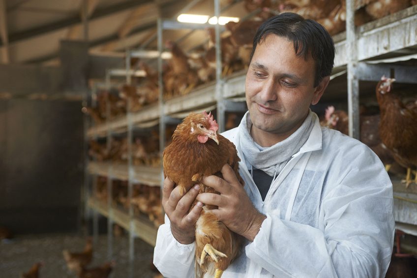 Poultry producers lead the way on global animal welfare - Poultry World