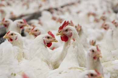 Transparency is key to Turkish poultry sector growth