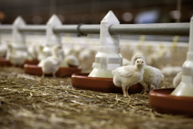 £5.7m poultry vaccine project launched in the UK