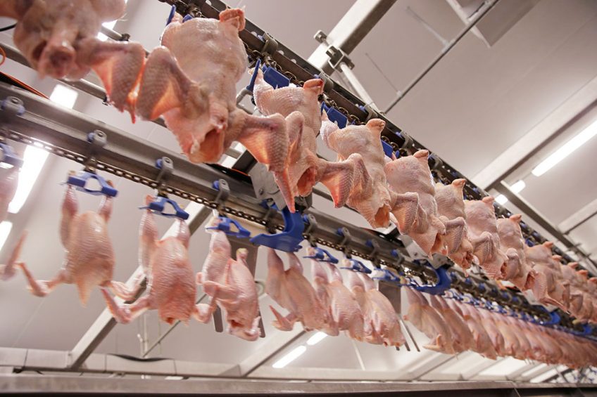 Even with high levels of automation, poultry processing still needs many workers in the factory, leading to Covid-19 virus risks. Photo: Michel Zoeter