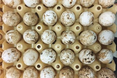 Dirty eggs have to be downgraded, slashing profits.  Photo: Jan van Esch