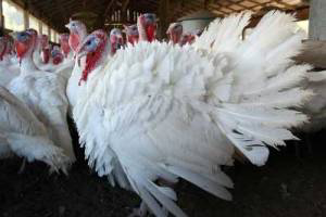 US turkey sales growth stronger than chicken