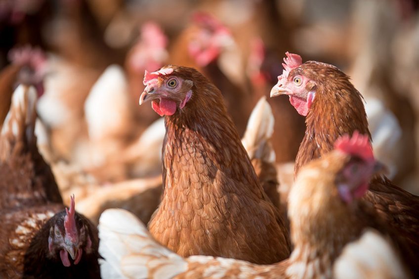 Thailand is home to 60 million hens. Photo: Sinergia Animal