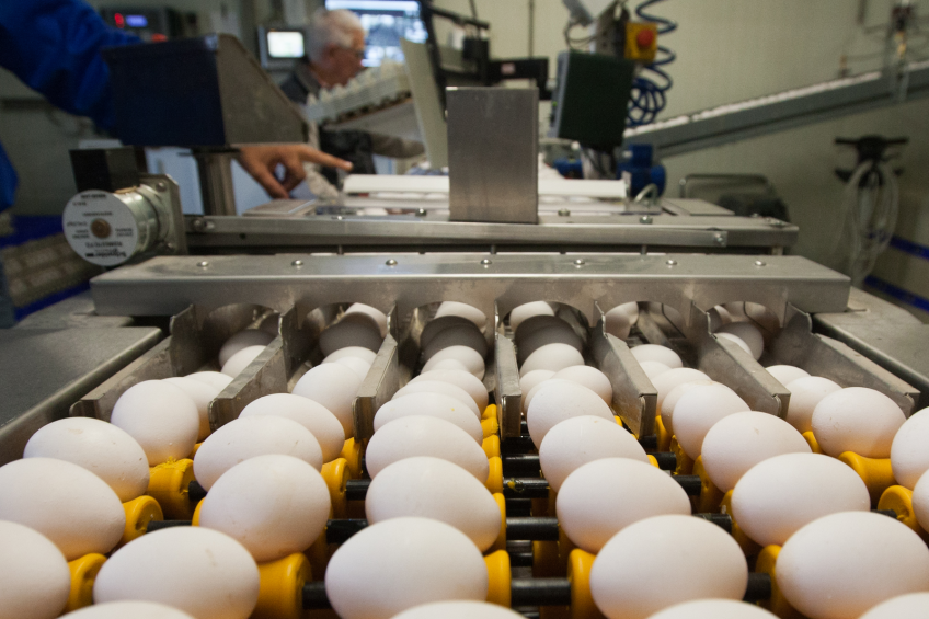 Tesco offers new feed-linked contracts to egg producers
