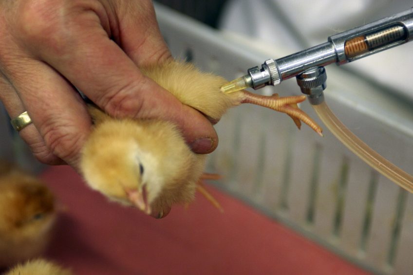Genetic engineering could revolutionise poultry vaccines. Photo: Marco Vellinga