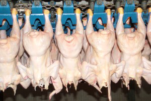Keep poultry processing free from Salmonella