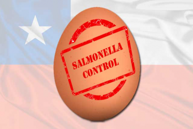 Chile to implement national salmonella control for eggs