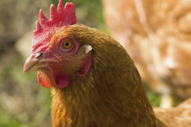 Second outbreak of bird flu in backyard poultry flock. Photo: Mint Images/Rex/Shutterstock