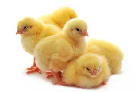 New markets open for US day-old chicks and hatching eggs