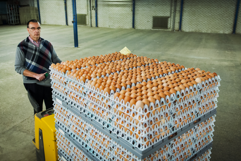Study aims to cut egg wastage and improve margins