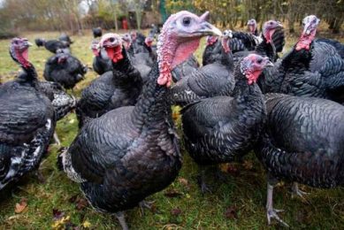 Buoyant Christmas for turkey producers. Photo: David Hartley/REX/Shutterstock