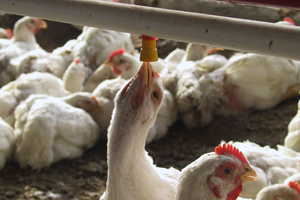 The use of acidifiers in controlling Salmonella - Poultry World
