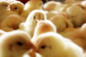 Effect of lipotropic agents in broiler chicks on high-energy diets