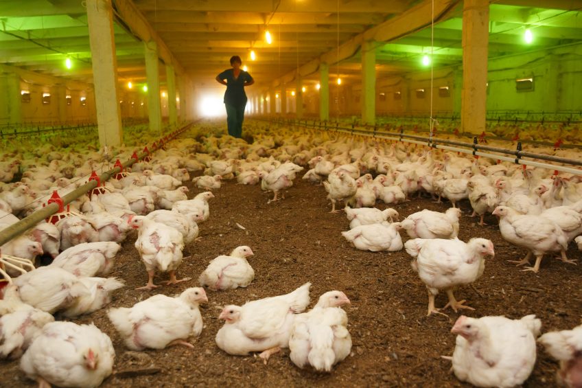 Ukraine reported nine Avian Influenza outbreaks at the end of 2016. Export restrictions had large economic implications, but major production areas weren't affected. Photo: 8@8;; @030