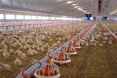 How UK broiler farms cut antibiotic use. Photo: Poultry World