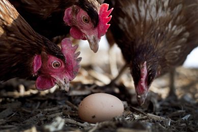 Securing free-range eggs in post AI Europe. Photo: ANP