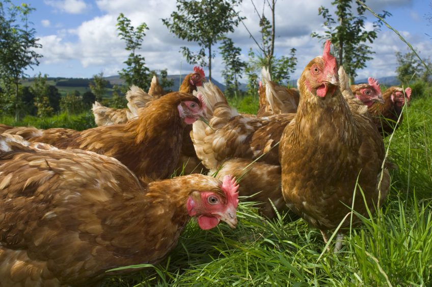 Poultry Health Management open for registration. Photo: Design Pics Inc/Rex/Shutterstock