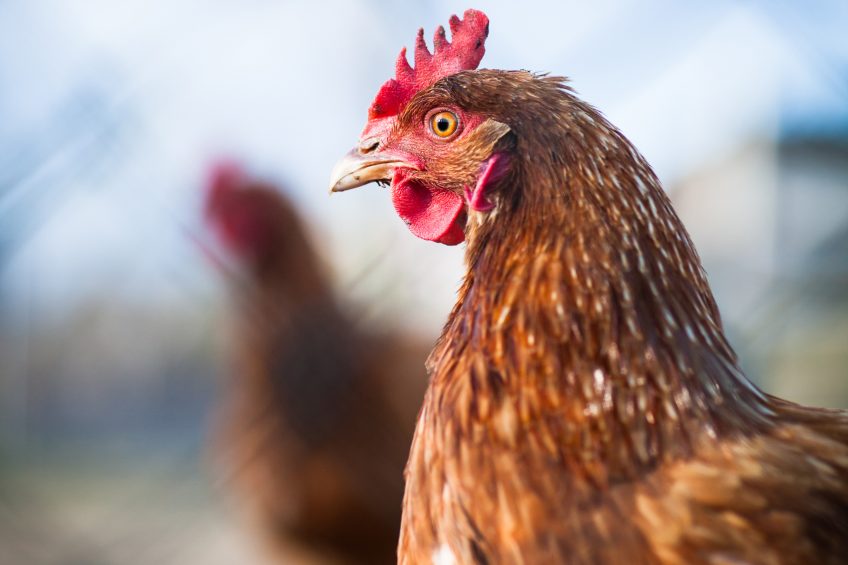 Laying hens stick to their own routine. Photo: Shutterstock