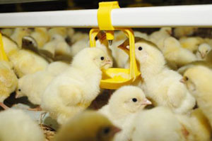 Probiotic to combat C perfringens in poultry