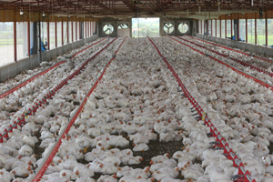 TPA legislation to expand US poultry sales