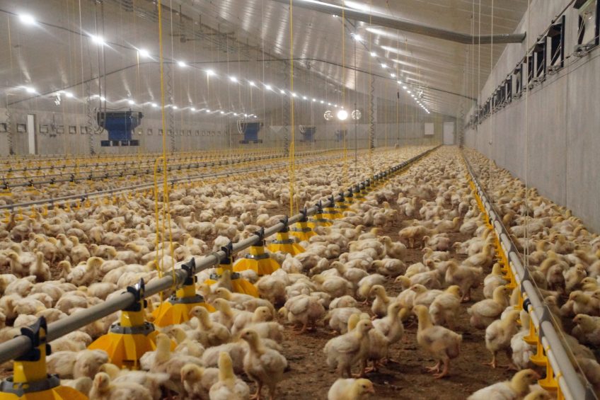 It is widely accepted that only a healthy gut can digest and absorb the maximal amount of nutrients to obtain the most out of the diet. Photo: Poultry World