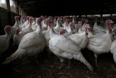 UK turkey giant seeks further financial backing