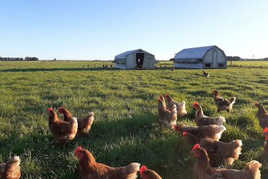 Eggs from hens on pasture have a higher concentration of vitamins A and E. Photo: Chris McCullough