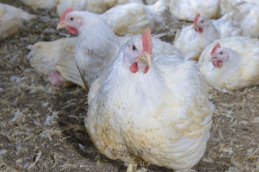 New sector-specific antibiotic targets due in the autumn. Photo: John Eveson/Rex/Shutterstock