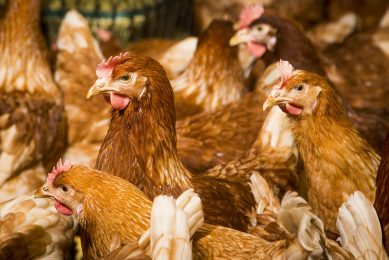 The HenTrack project, led by Dr Michael Toscano, will use the large-scale research facilities at The Aviforum in Zollikofen to conduct detailed, continuous observations of individual laying hens over the entire laying period. Photo: Koos Groenewold