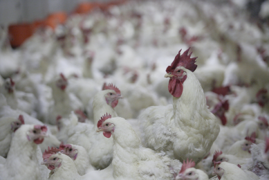 Planning and regulating breeder flock size